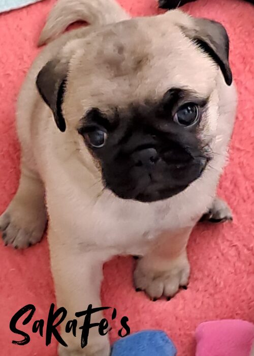 Pablo (vergeben)